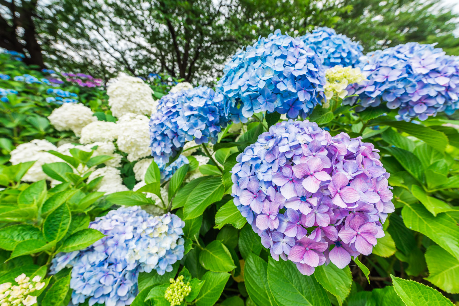 幸手あじさいまつり 県営権現堂公園 埼玉県幸手市 フォトさいたま 幸手あじさいまつり 県営権現堂公園 埼玉県幸手市 フォトさいたま