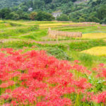 寺坂棚田の稲穂と彼岸花 横瀬町寺坂棚田