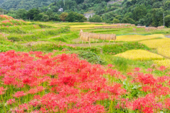 寺坂棚田の稲穂と彼岸花