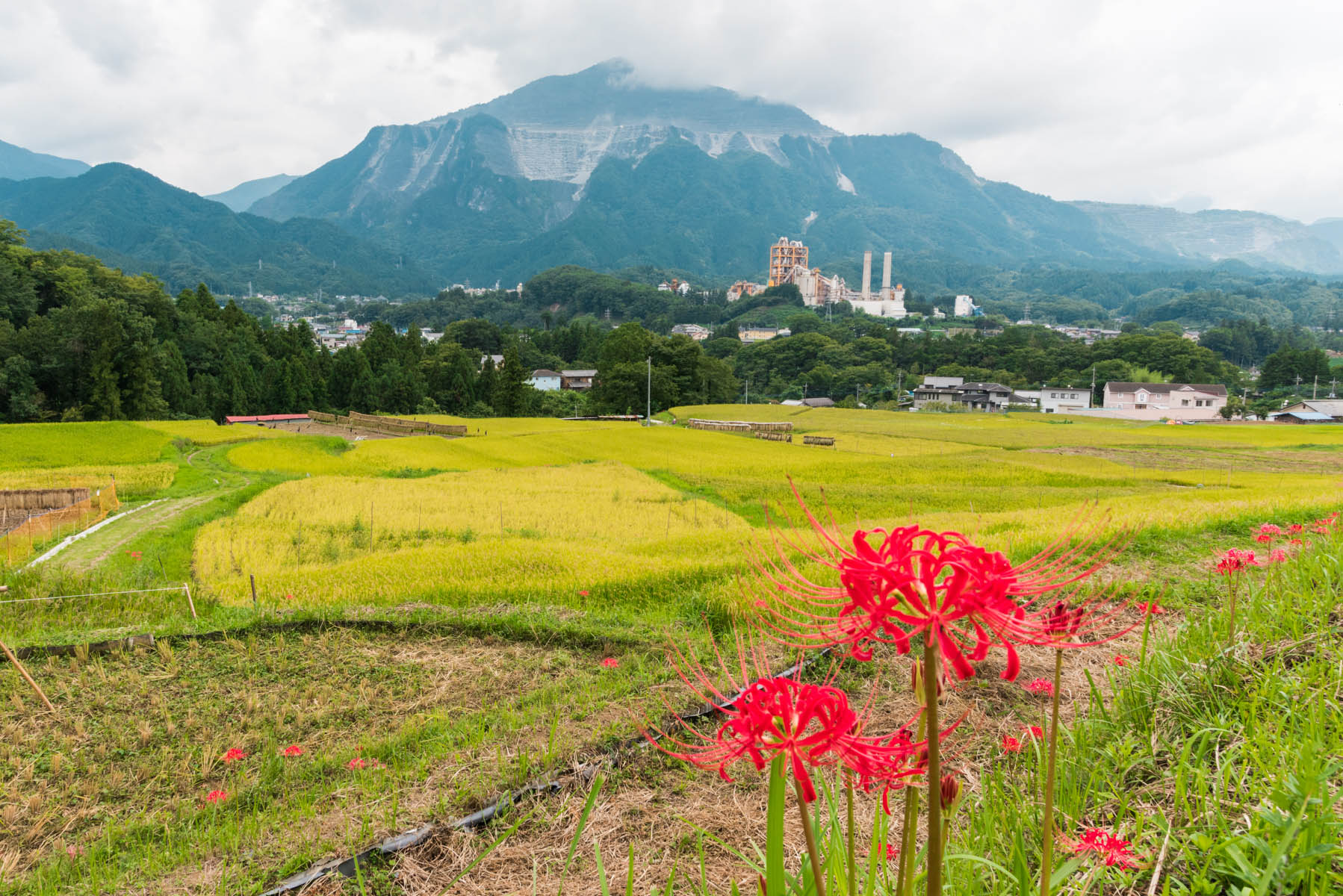 寺坂棚田の稲穂と彼岸花 横瀬町寺坂棚田