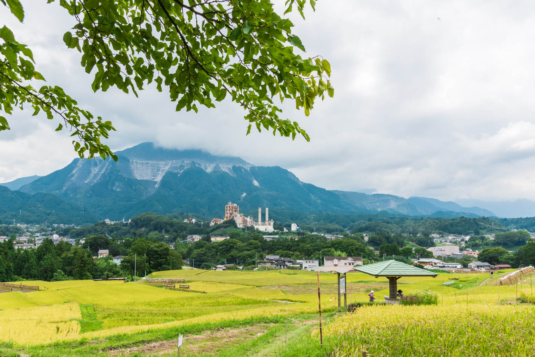 寺坂棚田の稲穂と彼岸花 横瀬町寺坂棚田