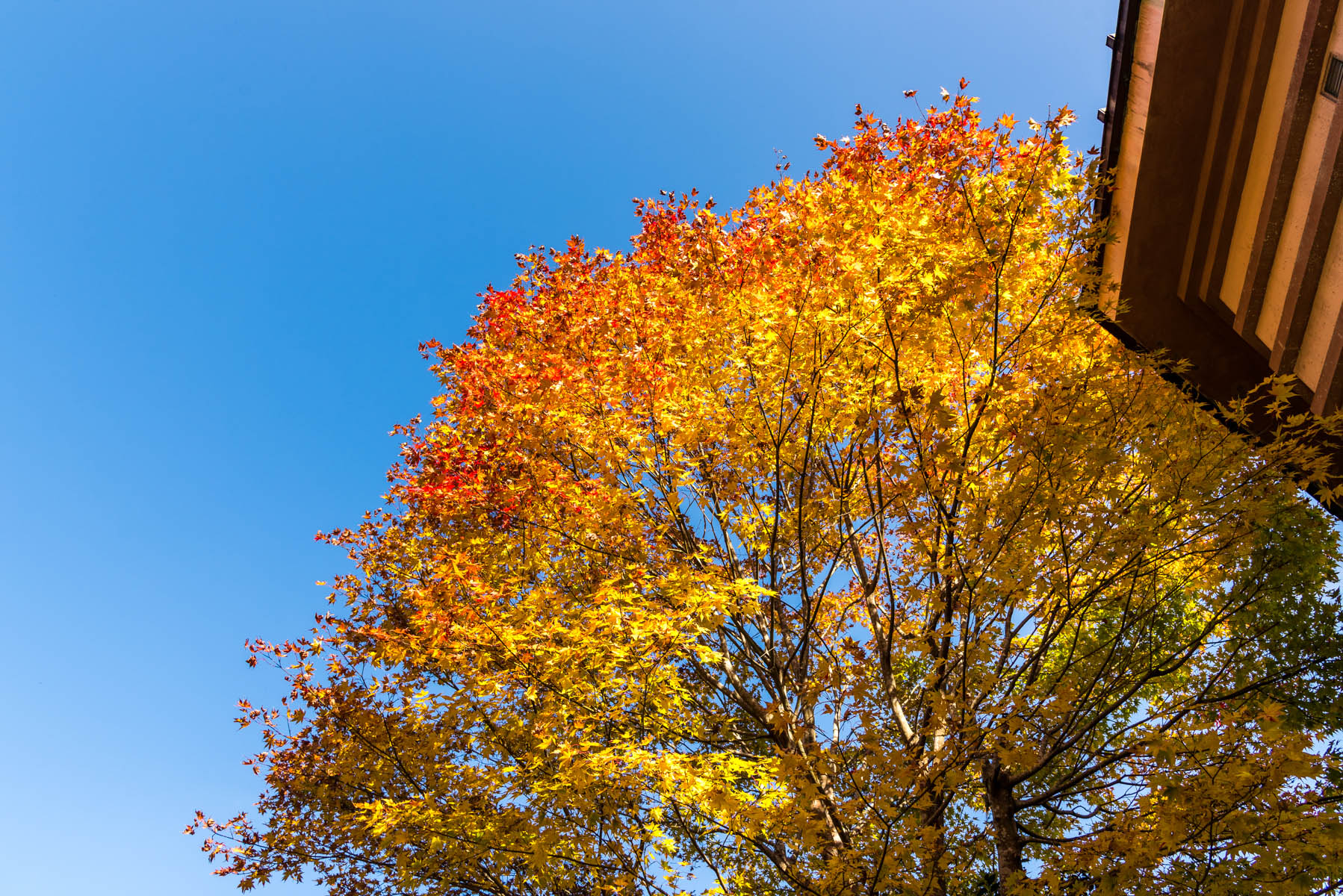 なぐり紅葉まつり 白雲山 鳥居観音