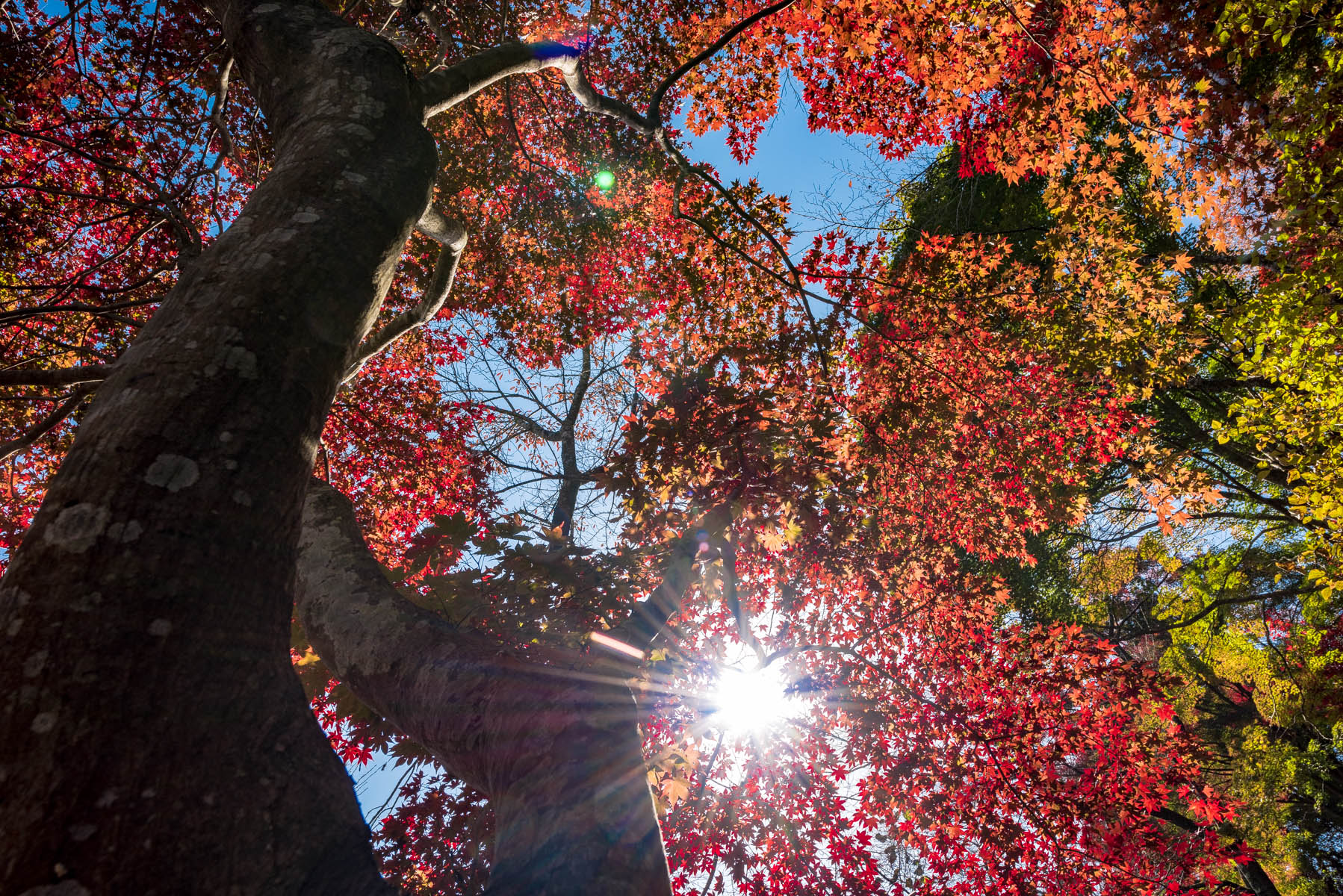 なぐり紅葉まつり 白雲山 鳥居観音