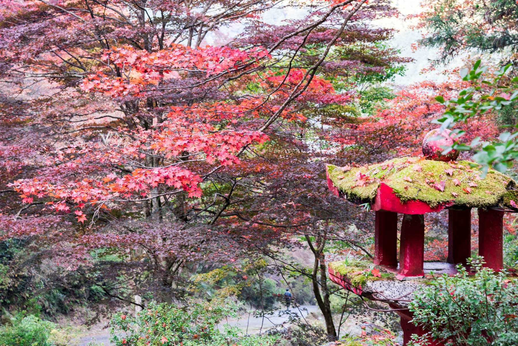 なぐり紅葉まつり 白雲山 鳥居観音