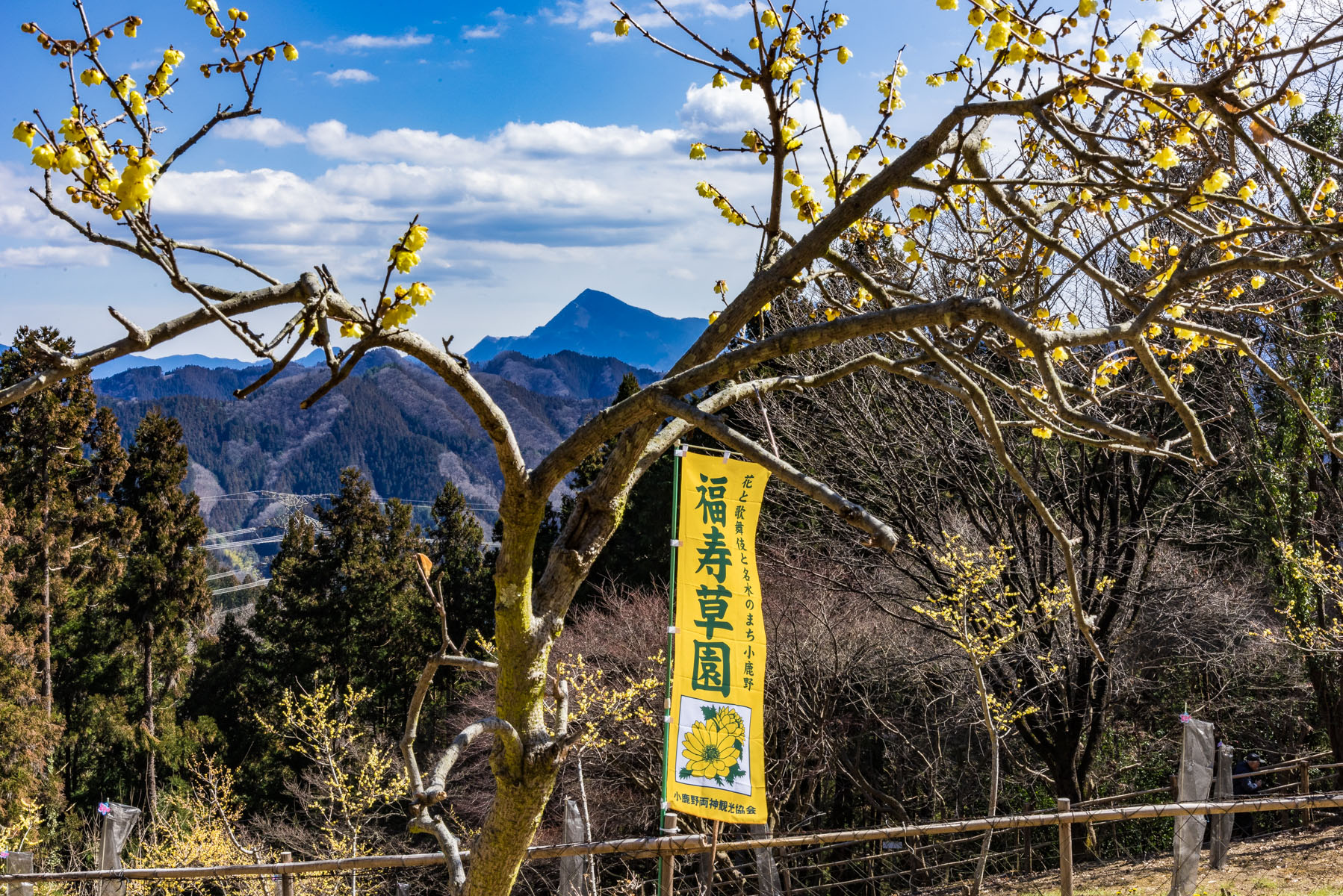 福寿草とロウバイ 両神国民休養地