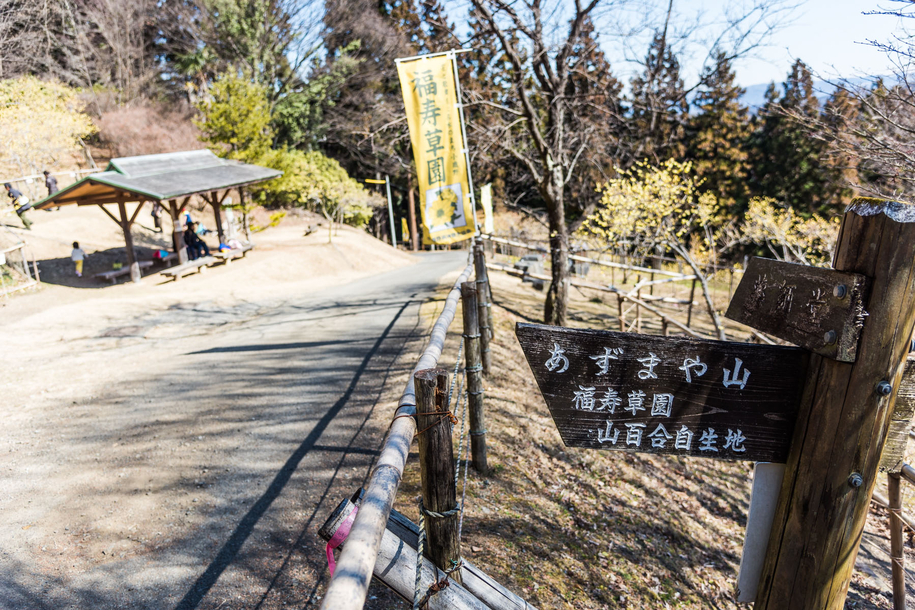 福寿草とロウバイ 両神国民休養地