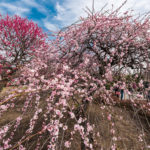 越谷梅林公園梅まつり