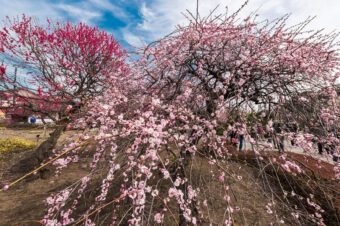 越谷梅林公園梅まつり