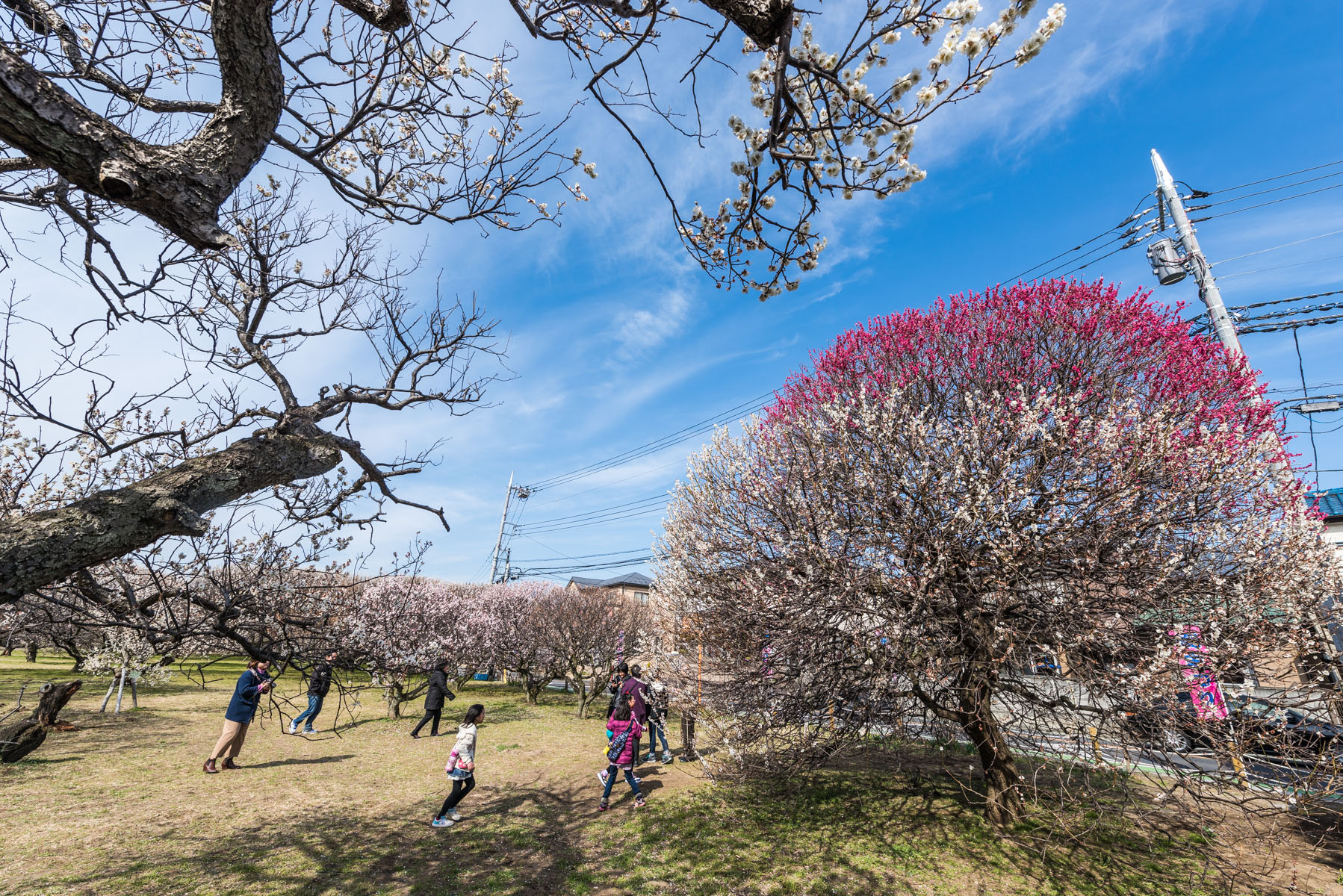 越谷梅林公園梅まつり