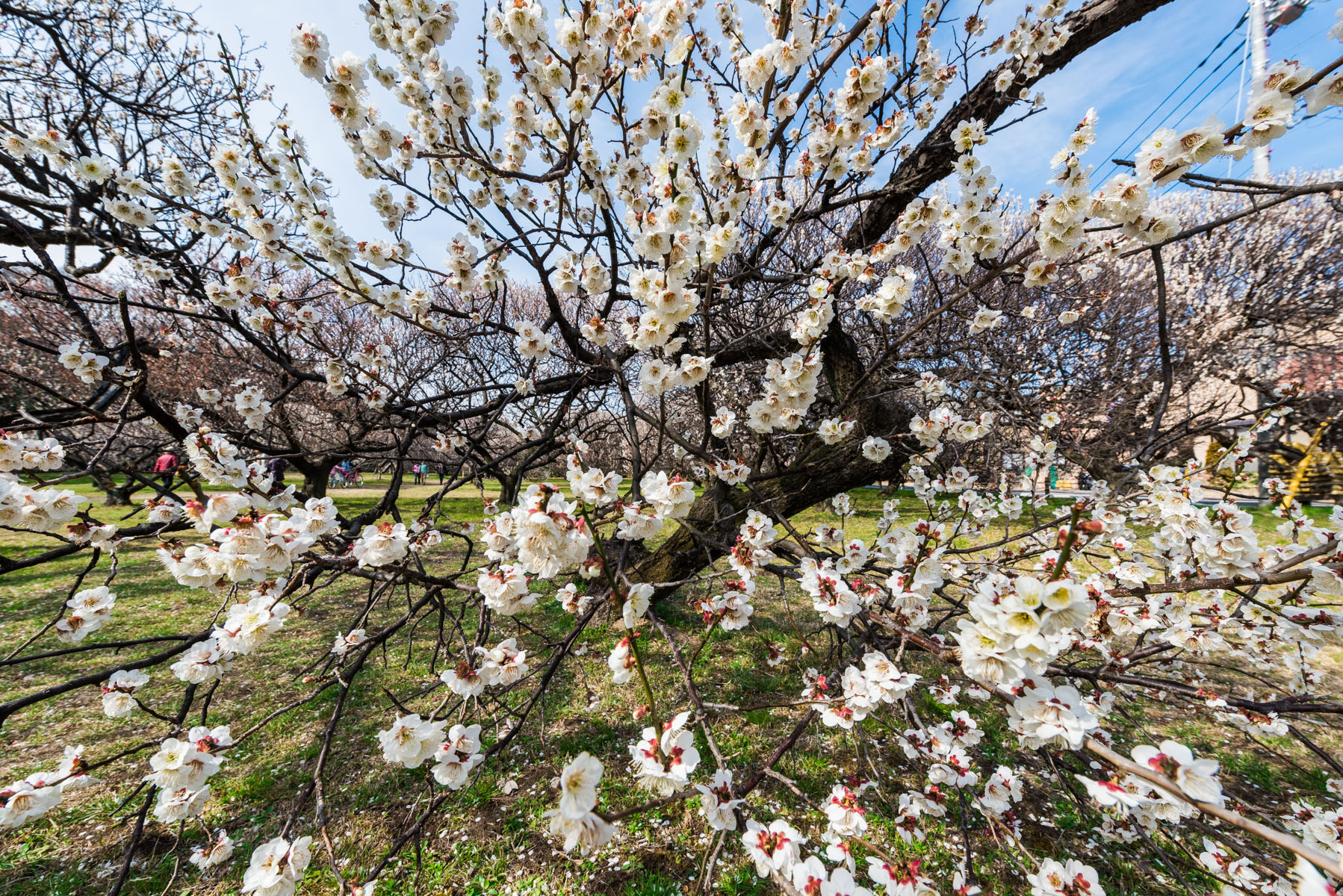 越谷梅林公園梅まつり