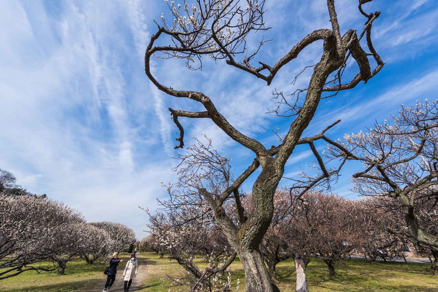 越谷梅林公園梅まつり