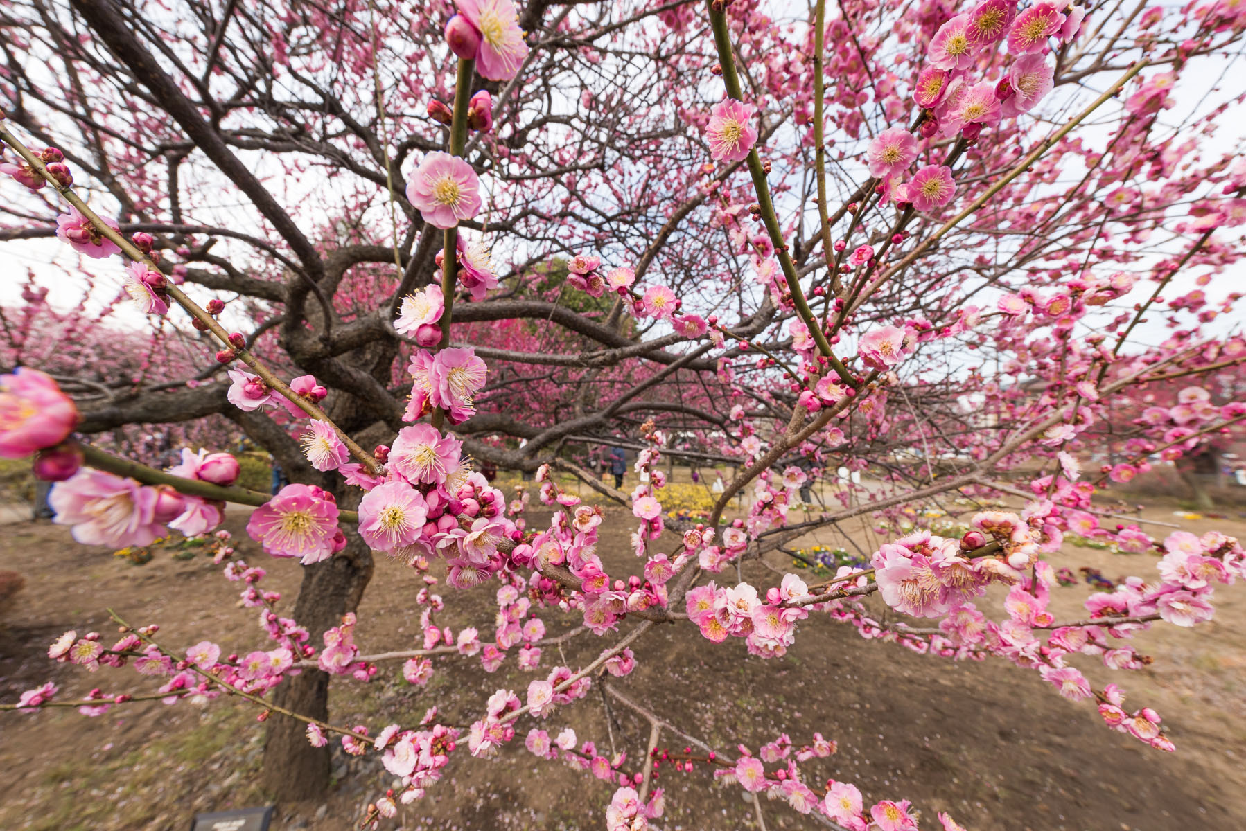 越谷梅林公園梅まつり