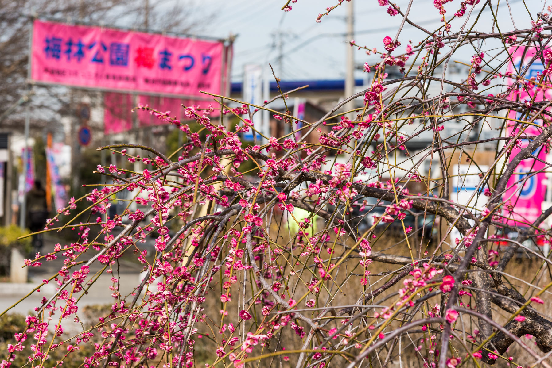 越谷梅林公園梅まつり