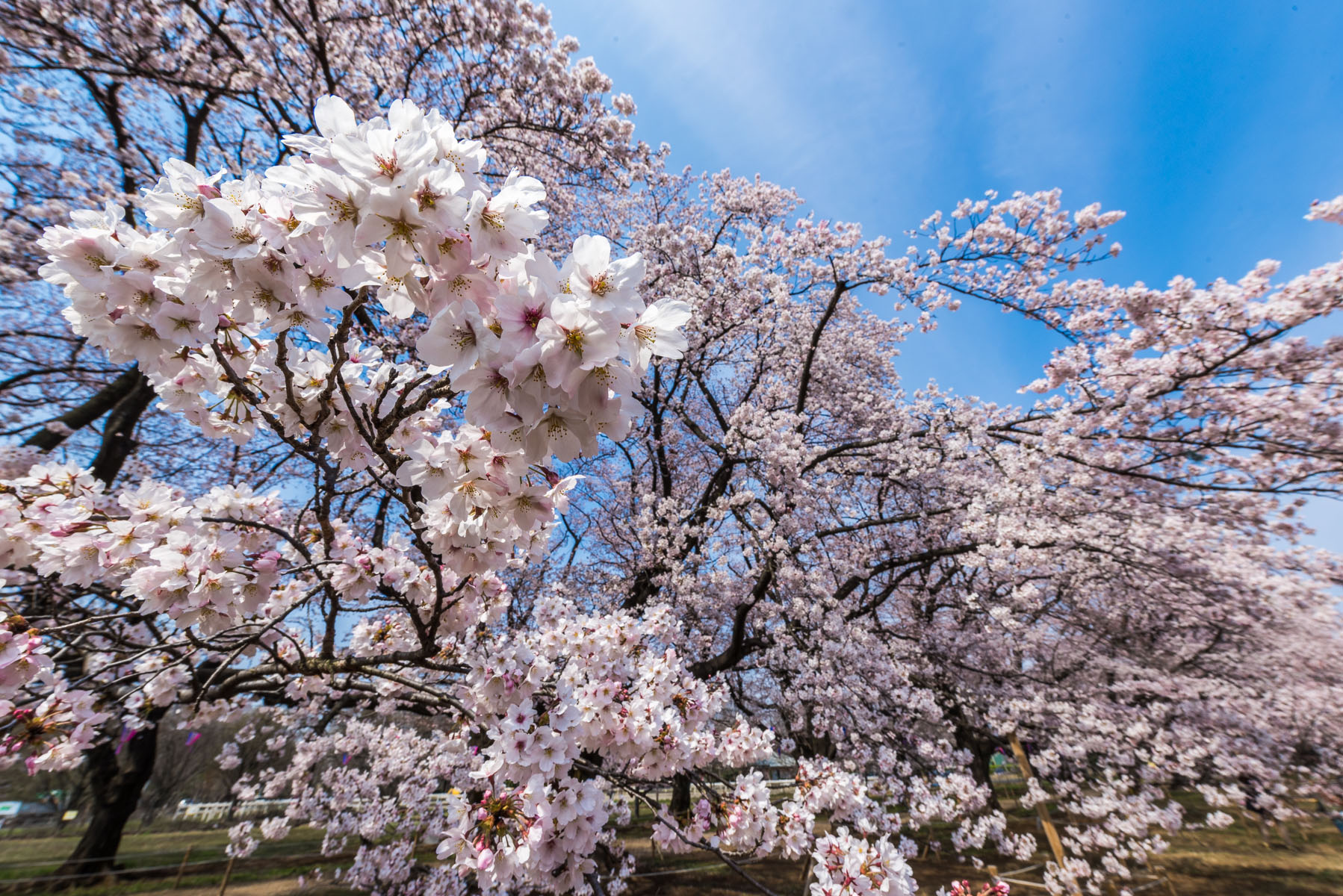 無線山さくらまつり　無線山桜並木