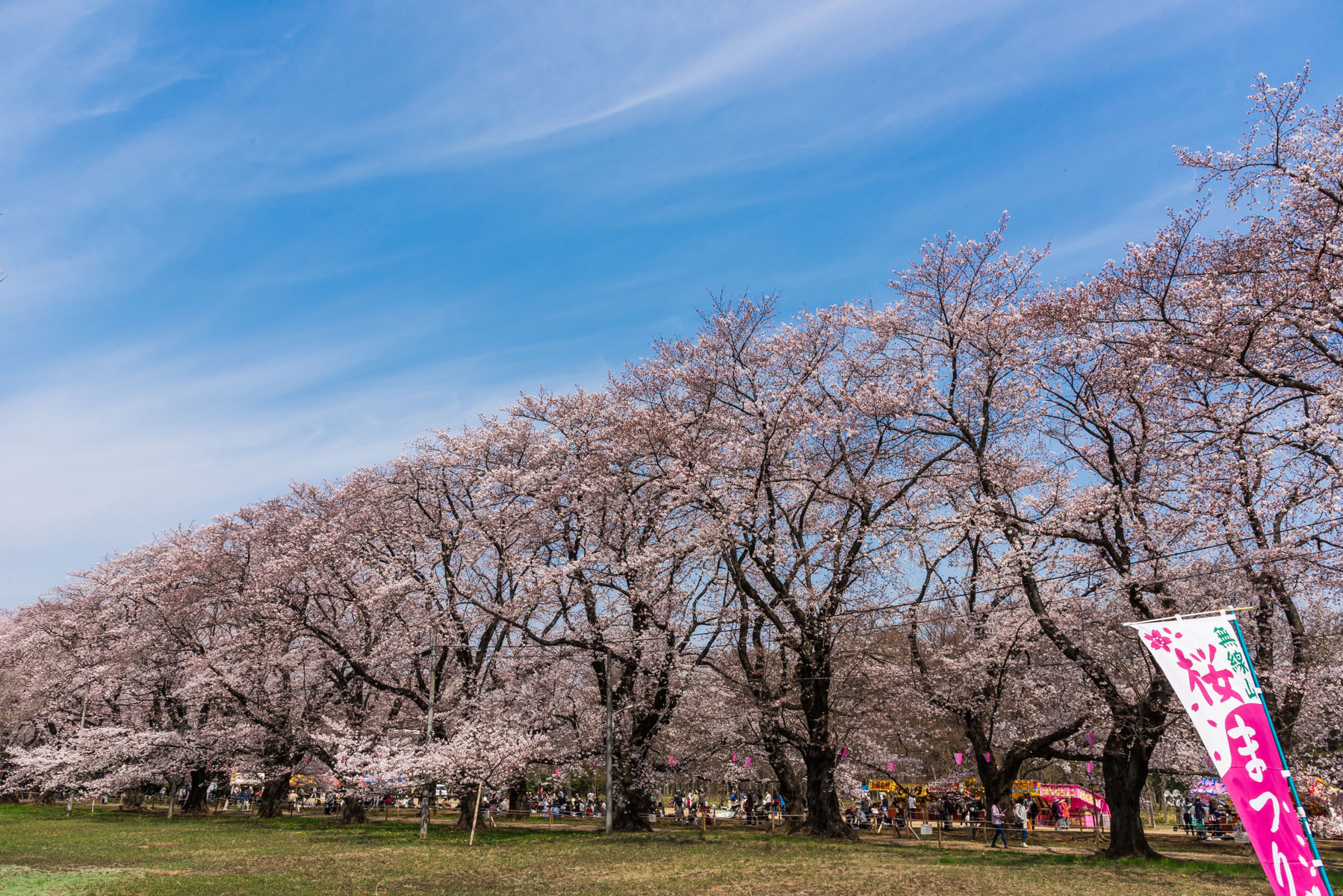 無線山さくらまつり　無線山桜並木