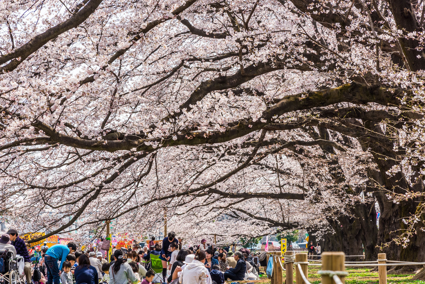 無線山さくらまつり　無線山桜並木