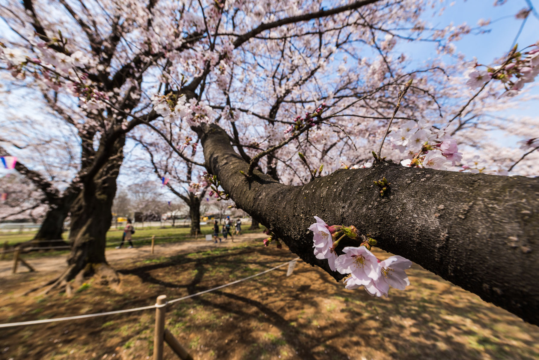 無線山さくらまつり　無線山桜並木