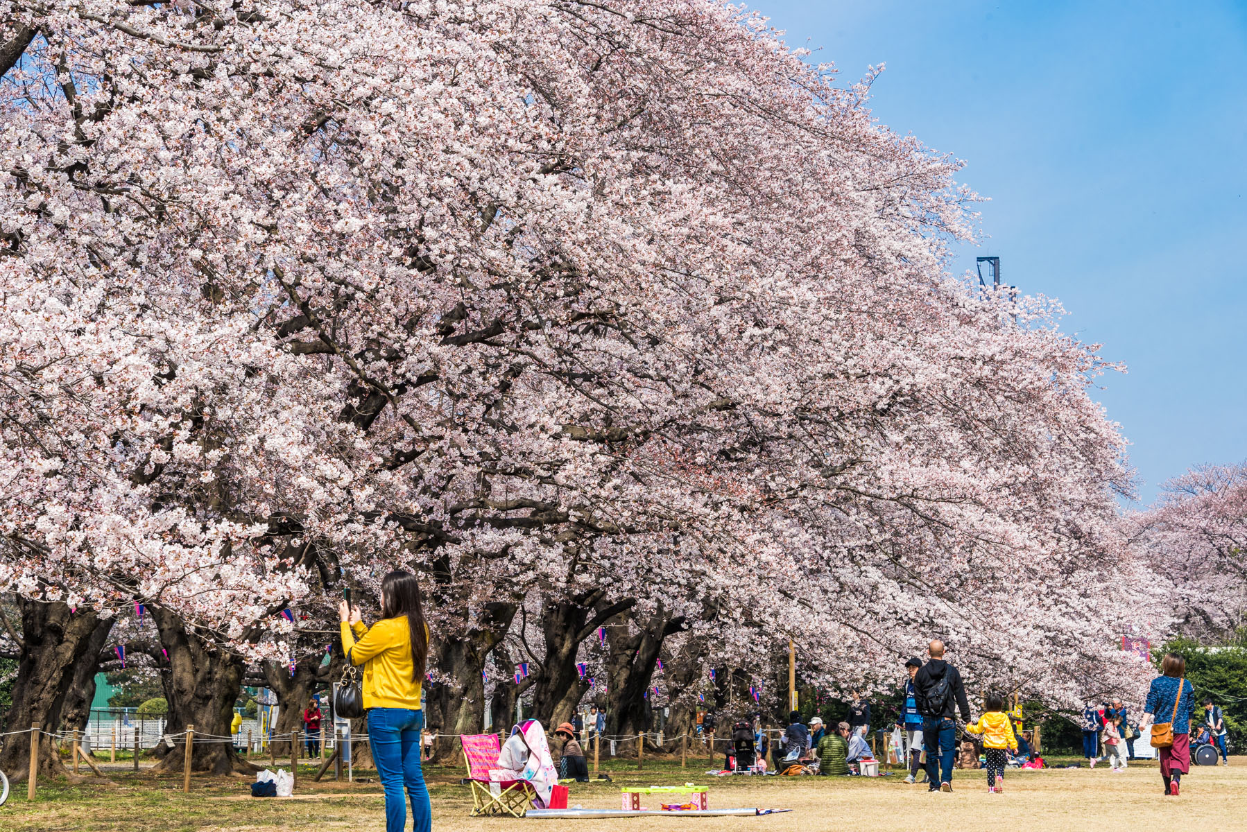 無線山さくらまつり　無線山桜並木