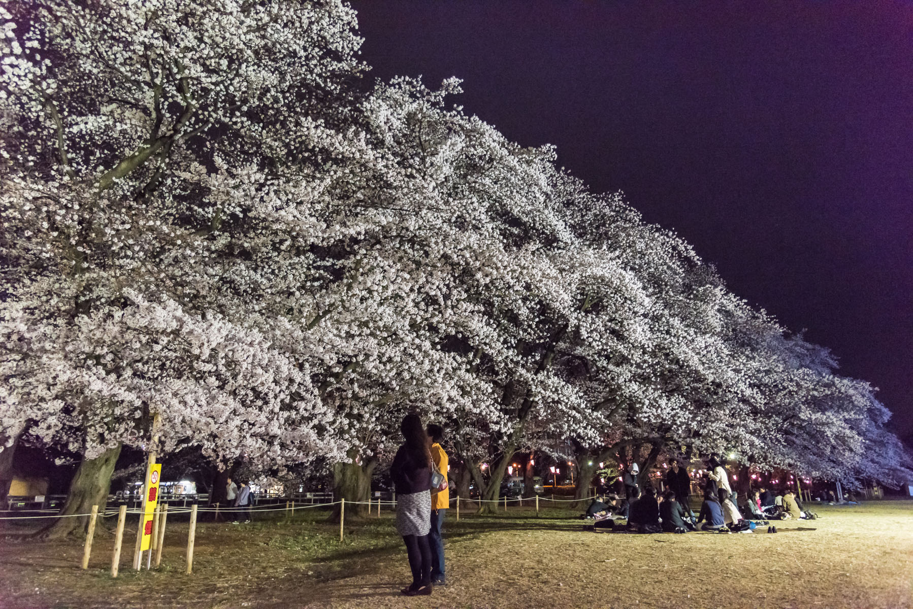 無線山さくらまつり　無線山桜並木