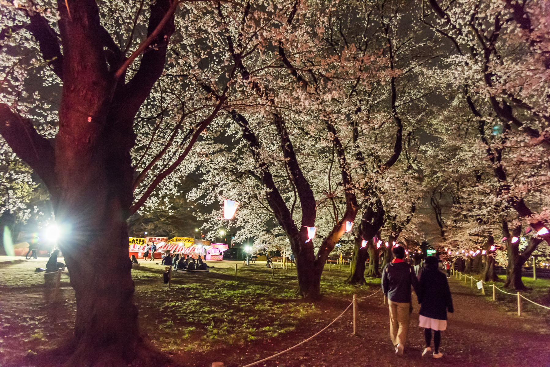 無線山さくらまつり　無線山桜並木