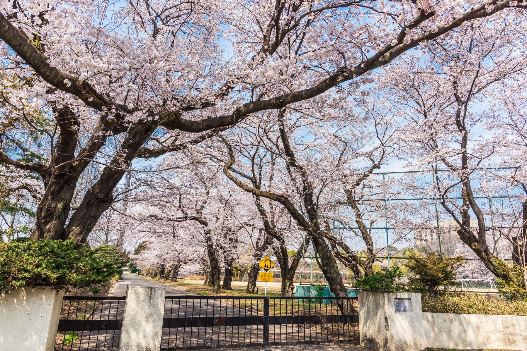 無線山さくらまつり　無線山桜並木