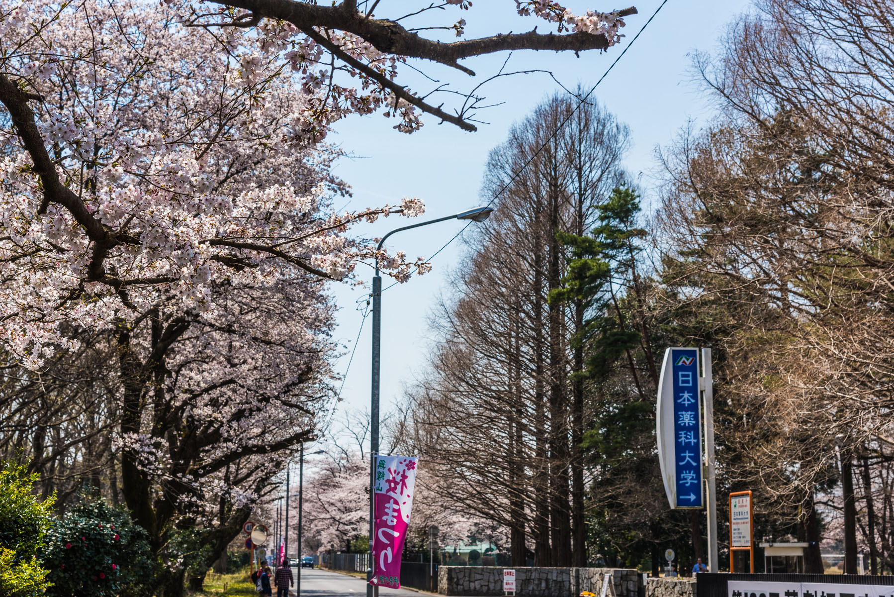 無線山さくらまつり　無線山桜並木