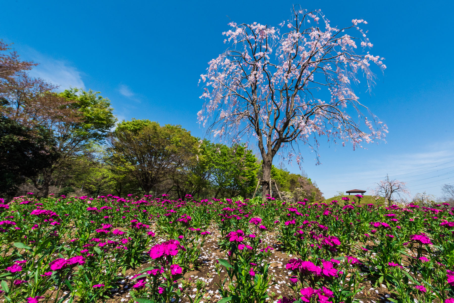 大宮花の丘農林公苑のチューリップ