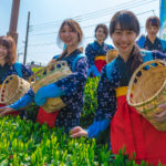 狭山新茶と花いっぱいまつり 狭山市役所庁舎ロータリー