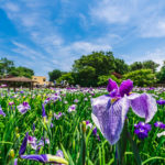 染谷の花しょうぶ（花菖蒲）