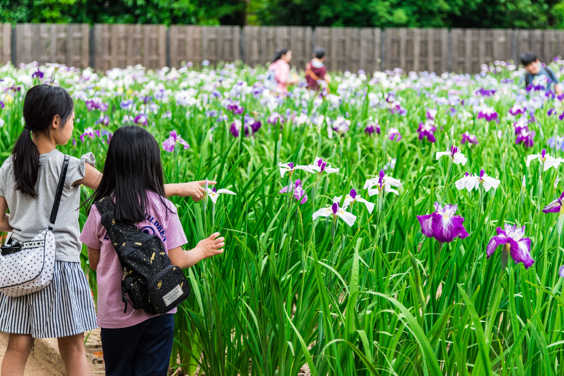 染谷の花しょうぶ（花菖蒲）