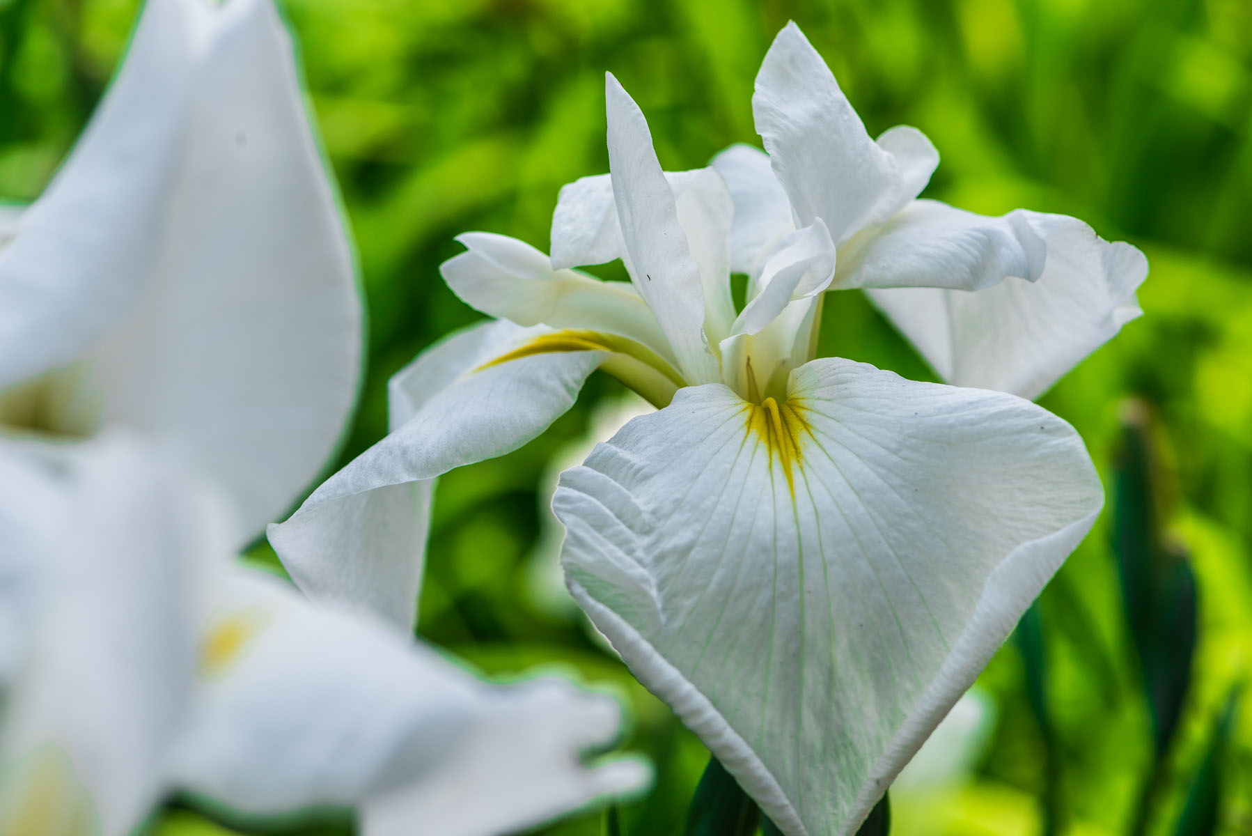 染谷の花しょうぶ（花菖蒲）