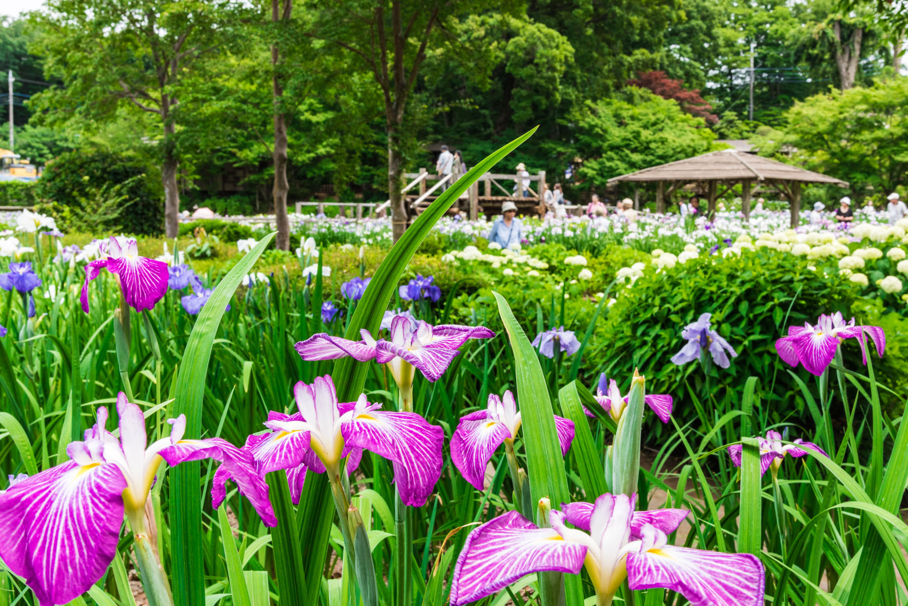 染谷の花しょうぶ（花菖蒲）