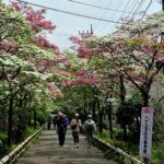 ハナミズキ（花水木） 埼玉県営大宮公園