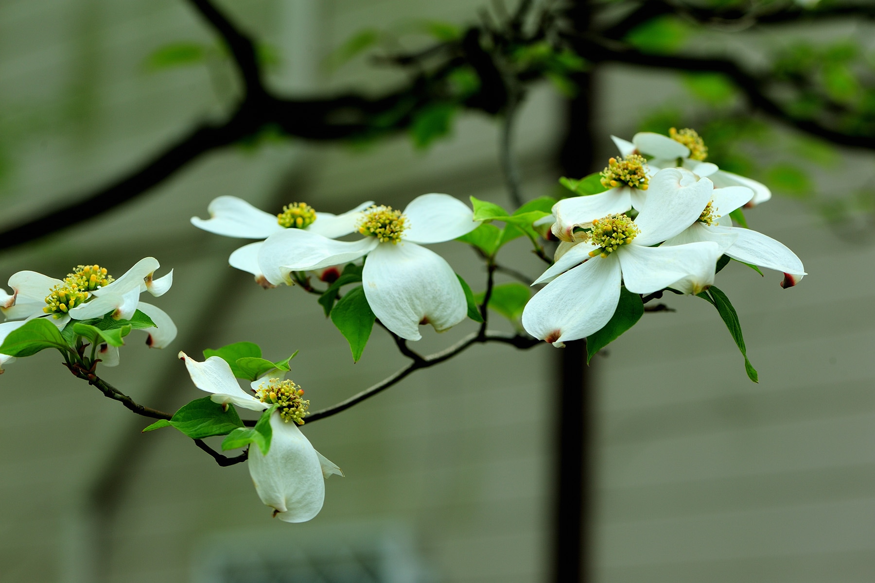 ハナミズキ（花水木） 埼玉県営大宮公園