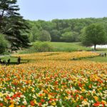 アイスランドポピー 武蔵丘陵森林公園