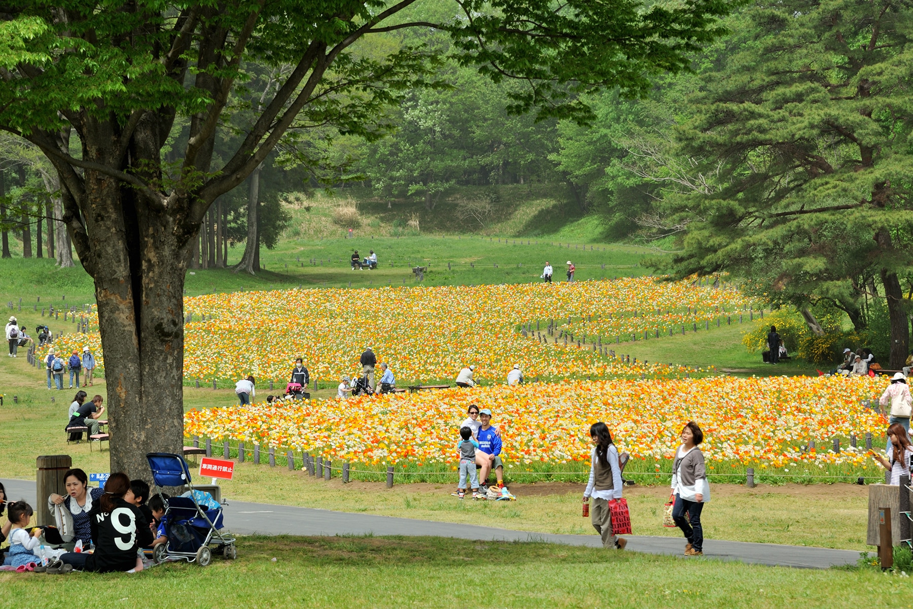 アイスランドポピー 武蔵丘陵森林公園