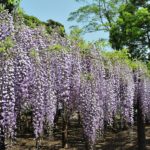 牛島のフジ 藤花園