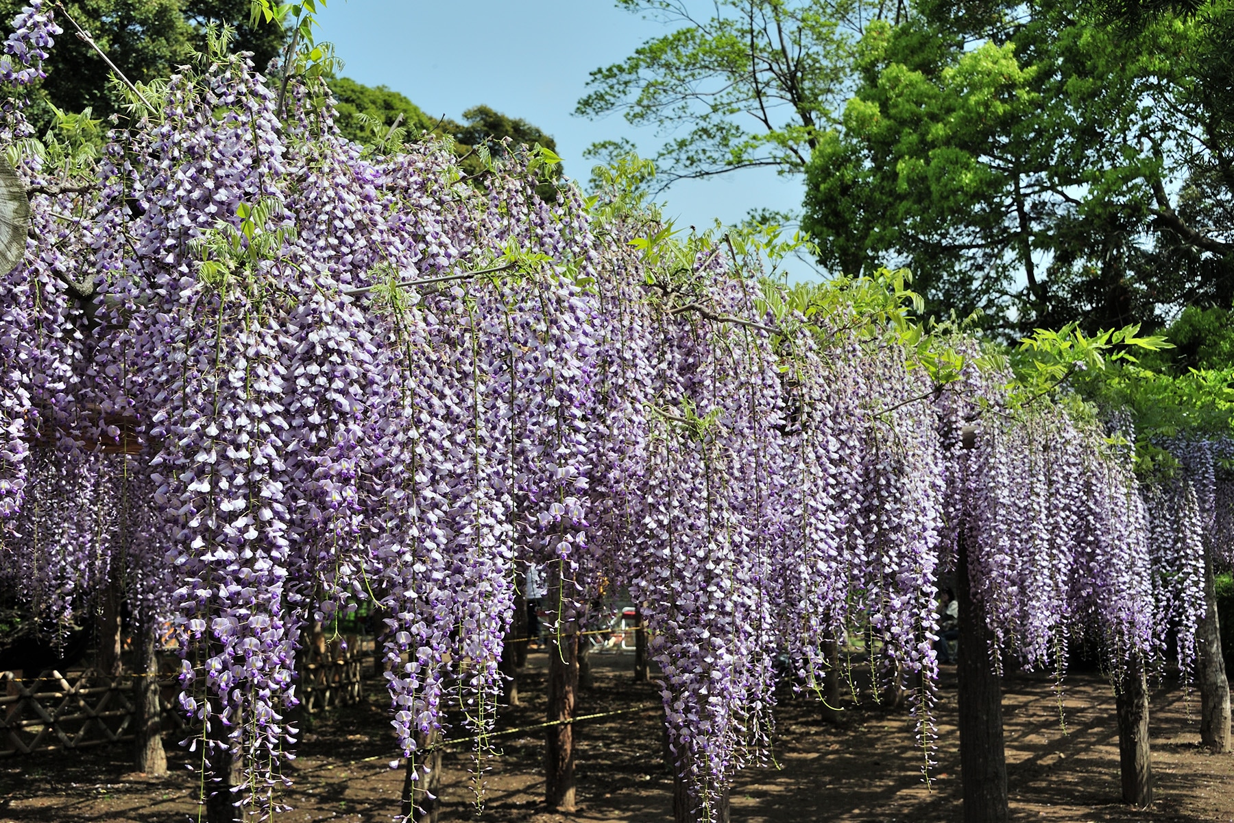 牛島のフジ 藤花園