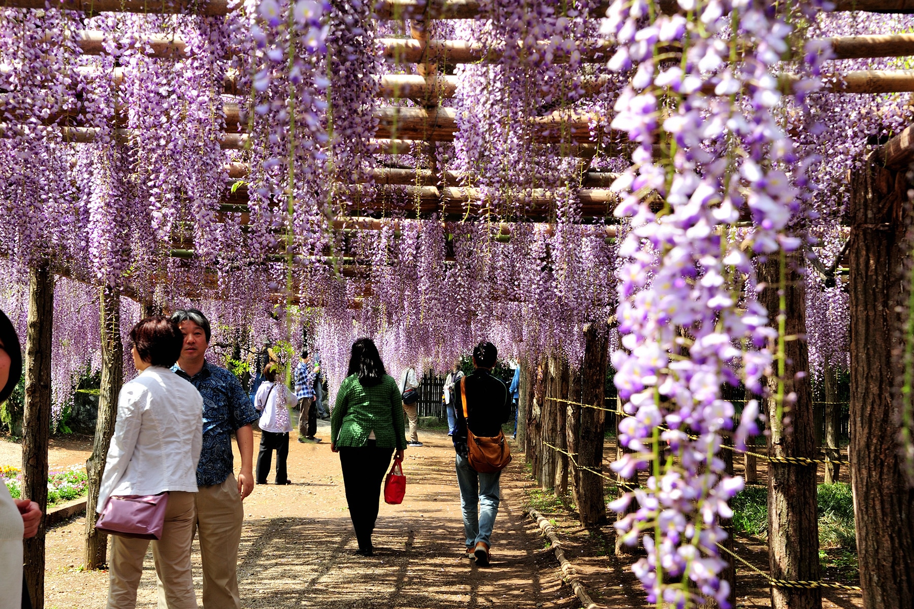 牛島のフジ 藤花園