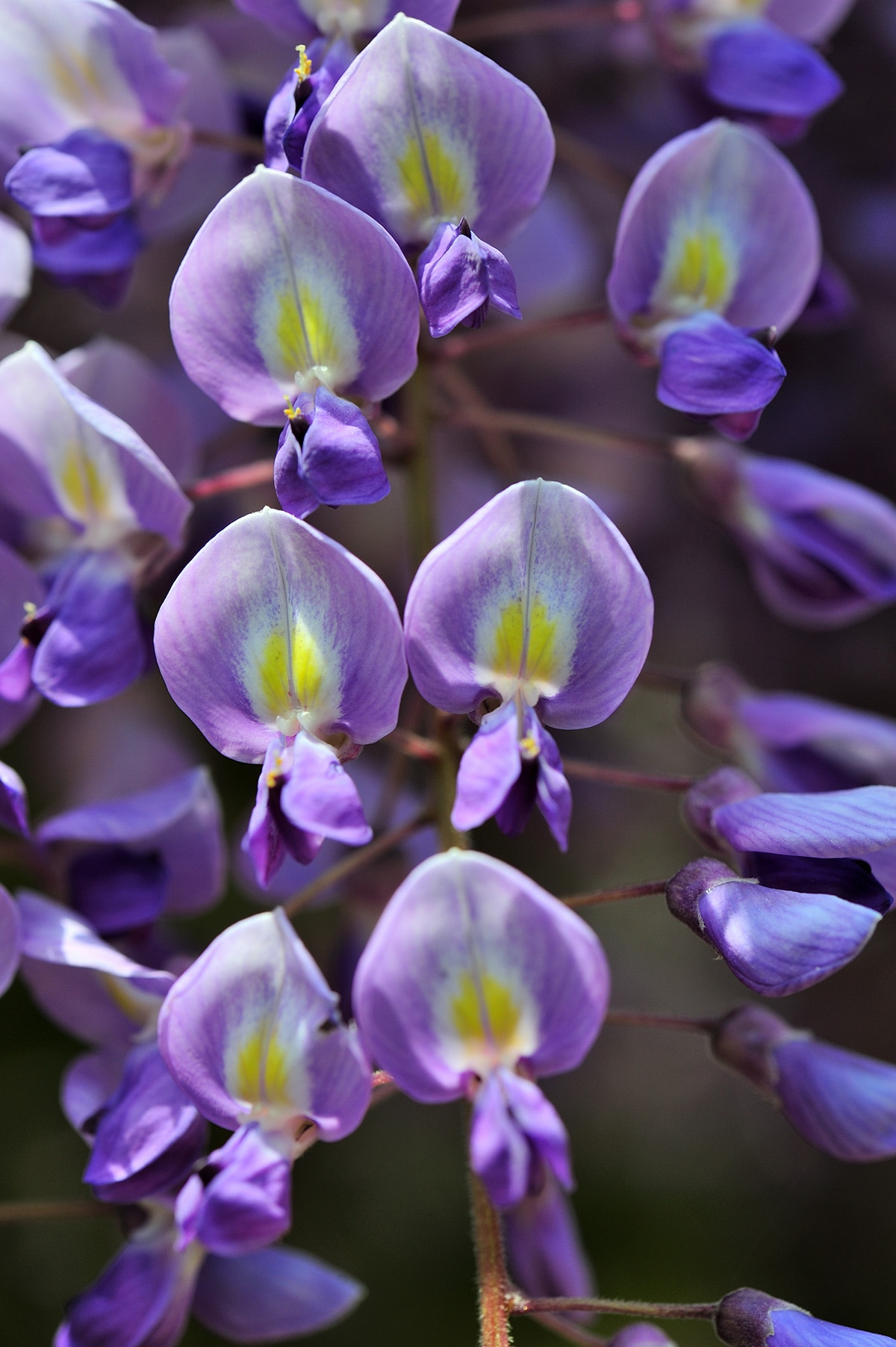 牛島のフジ 藤花園