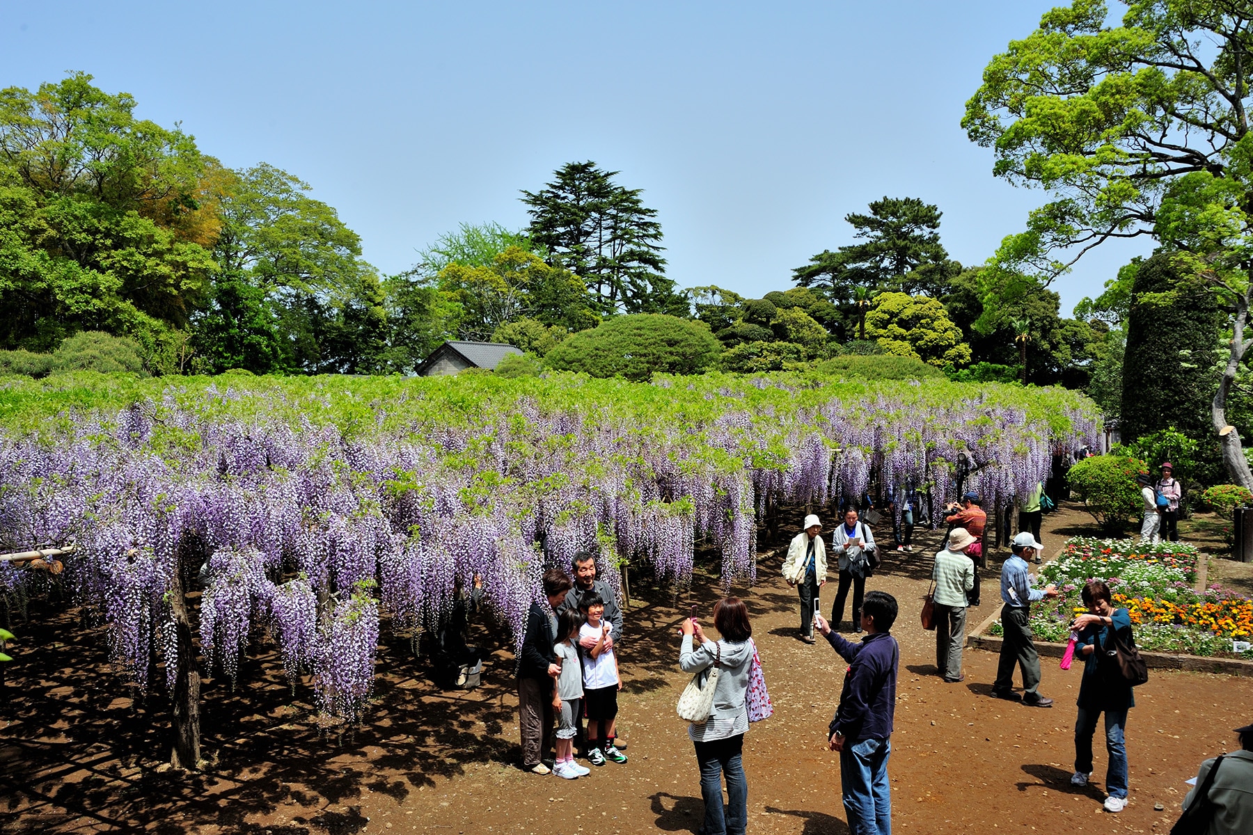 牛島のフジ 藤花園