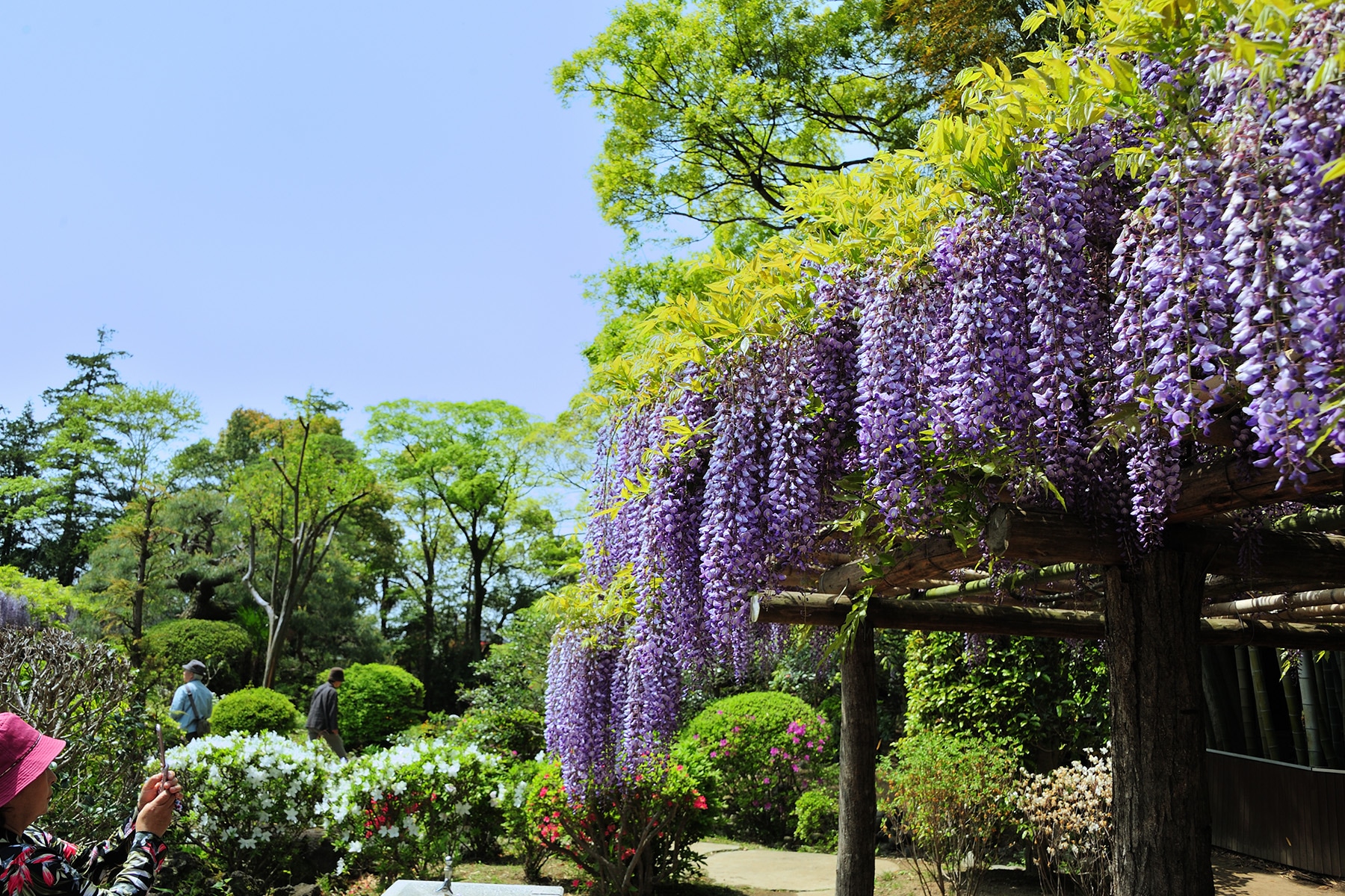 牛島のフジ 藤花園