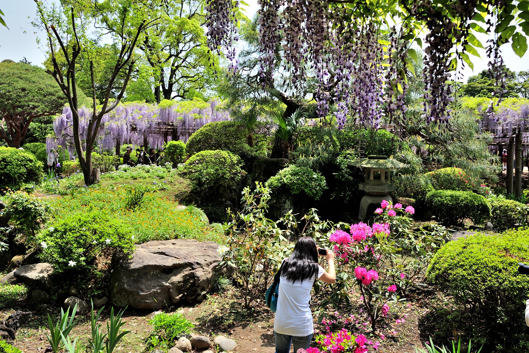 牛島のフジ 藤花園