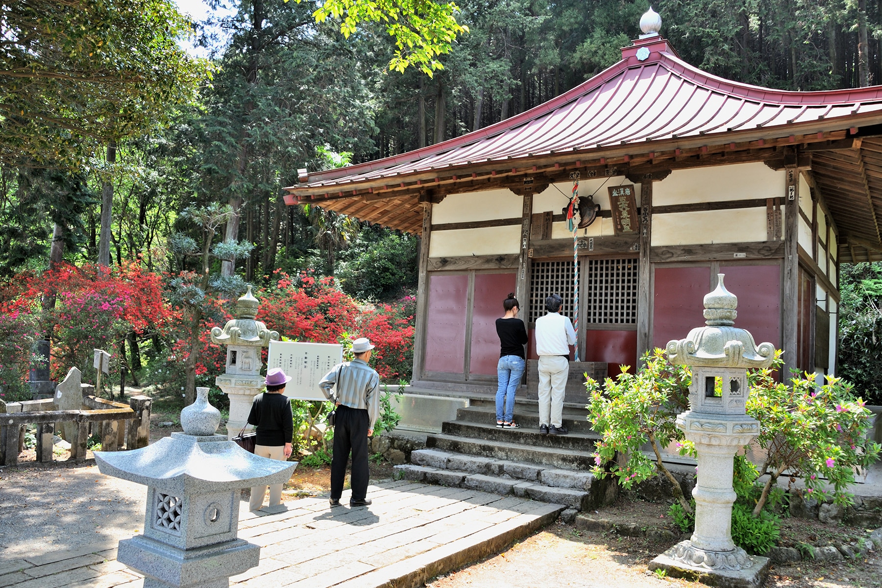 五大尊のツツジ　黒岩長徳寺