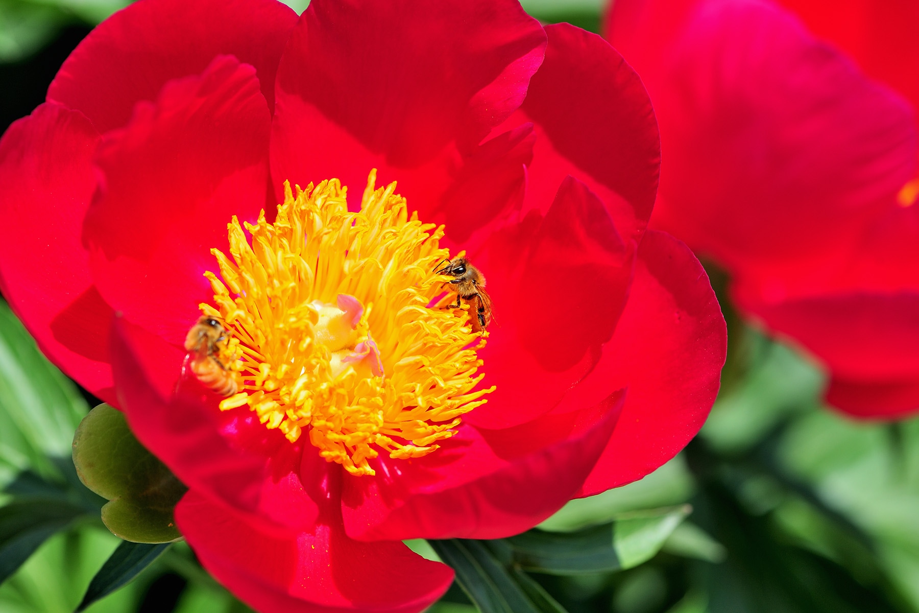 花園芍薬園