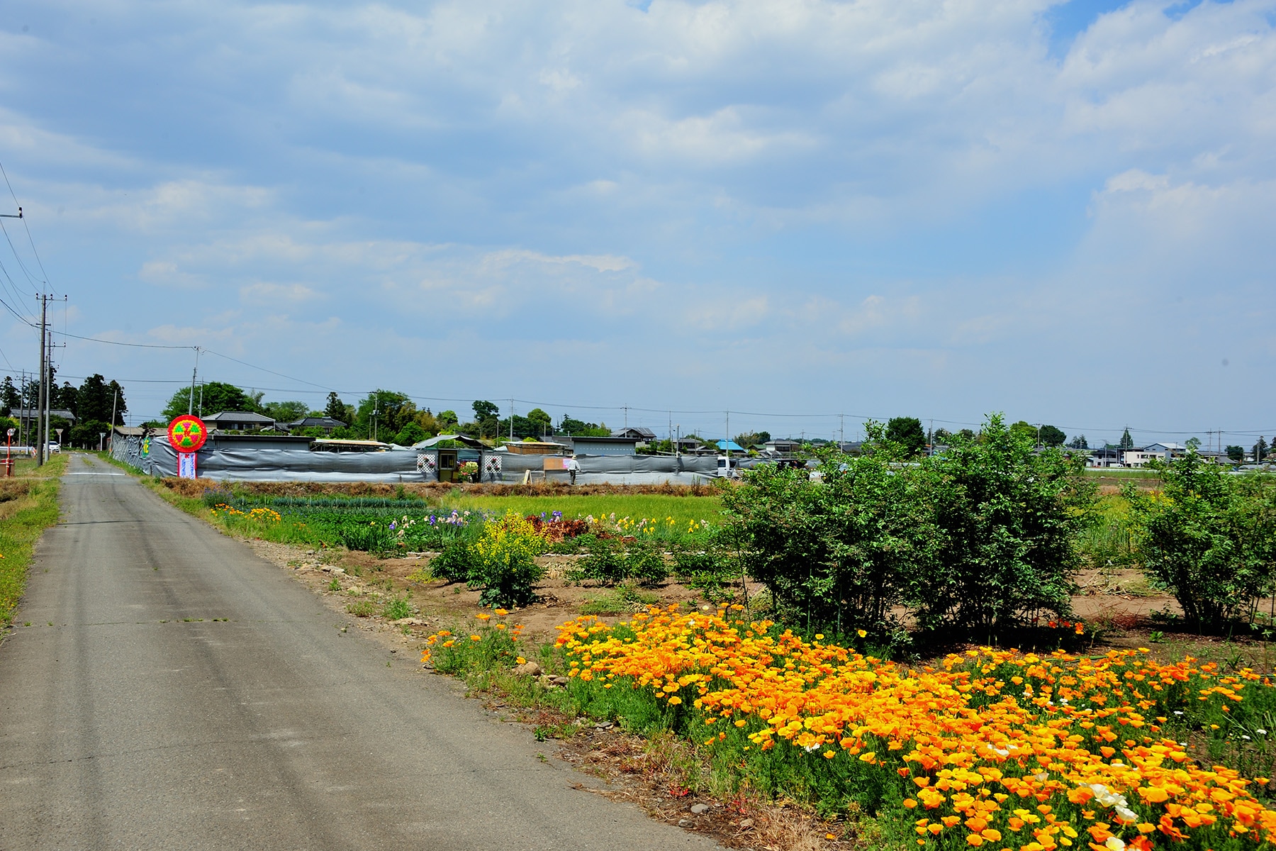 花園芍薬園