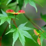 大宮氷川神社の新緑