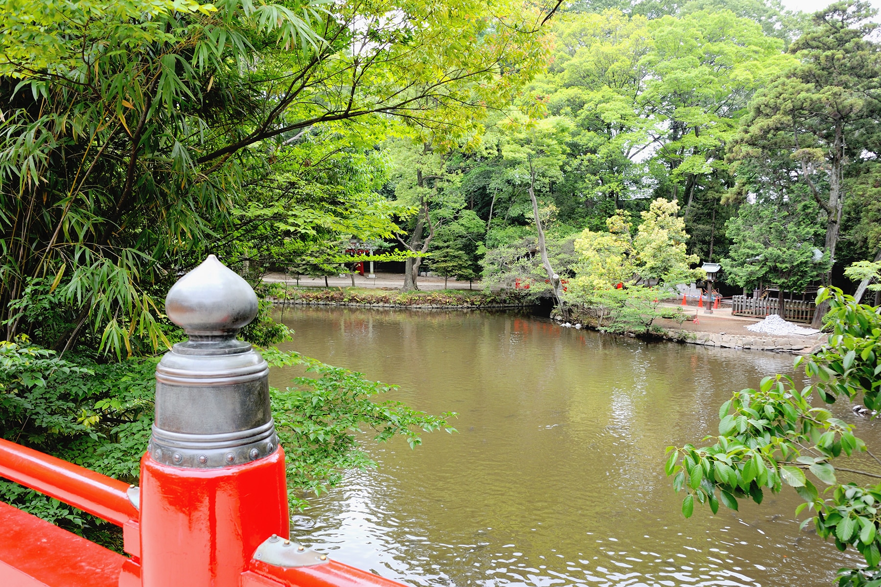 大宮氷川神社の新緑