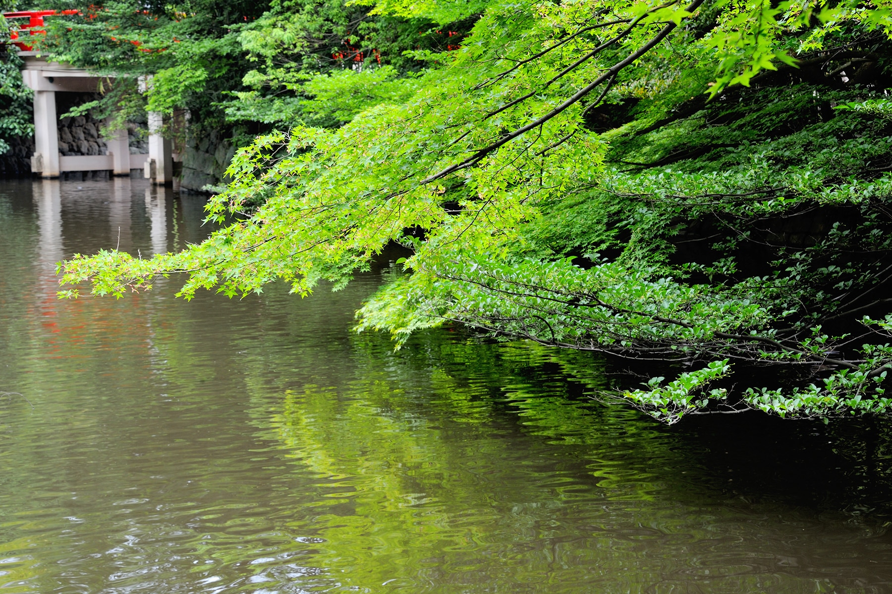 大宮氷川神社の新緑