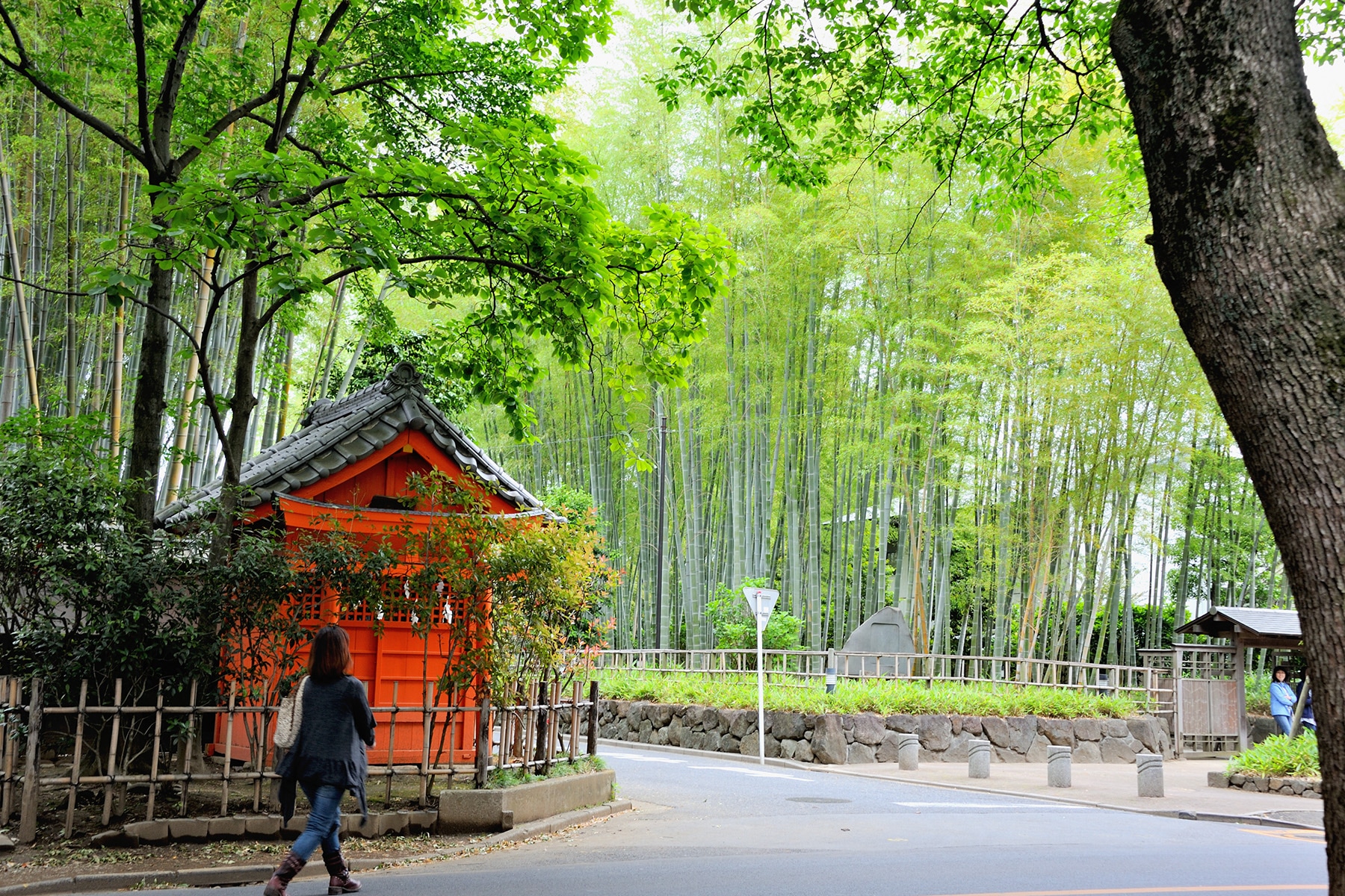 大宮氷川神社の新緑